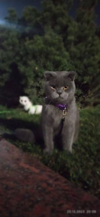 ВЯЗКА Гигант Британский кот — 2