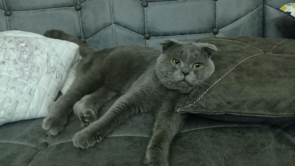 ВЯЗКА Гигант Британский кот — 3