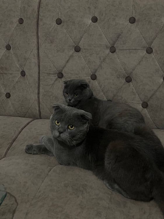 ВЯЗКА Гигант Британский кот — 4