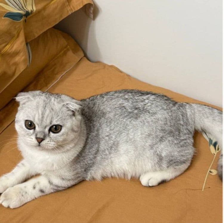 Viyazka!!! Serebristi Shinshilla — 1