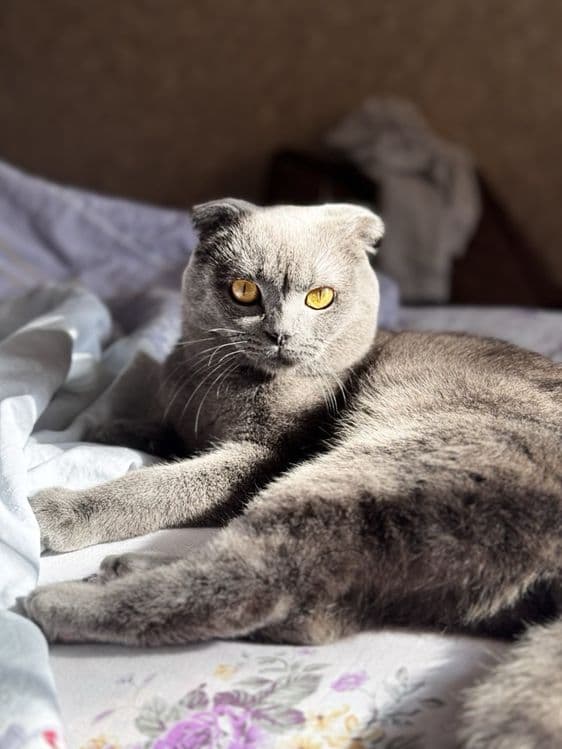 Вязка мальчик Scottish fold (сотилмайди) — 2