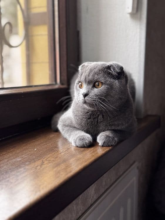 Вязка мальчик Scottish fold (сотилмайди) — 3