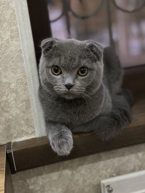 Вязка мальчик Scottish fold (сотилмайди) — 4