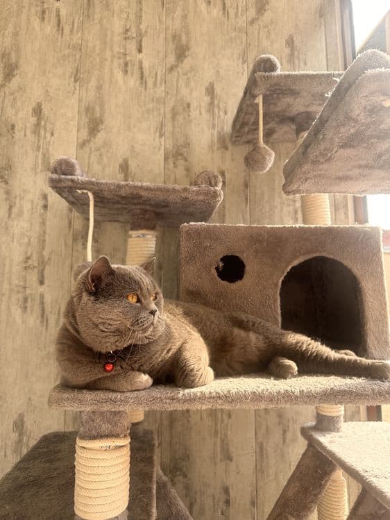 Вязка Скотиш Страйт — 2