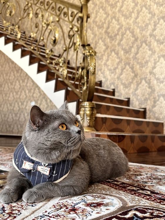 Вязка Скотиш Страйт — 3