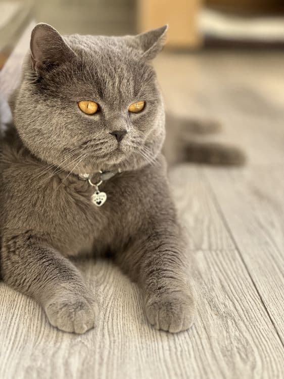 Вязка Скотиш Страйт — 4
