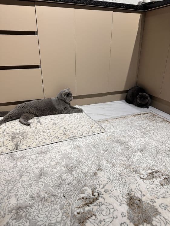 Вязка Скотиш Страйт — 5