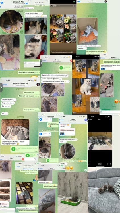 Вязка Скотиш Страйт — 6