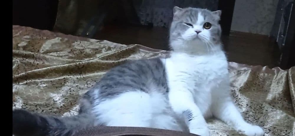 Срочно нужен кот скоттиш страйт или британец для вязки! — 3