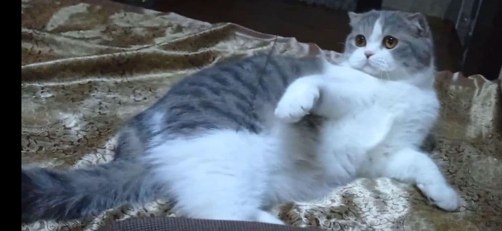 Срочно нужен кот скоттиш страйт или британец для вязки! — 4