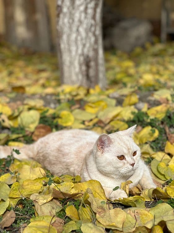 Имеется кот скоттиш страйт на вязку — 2