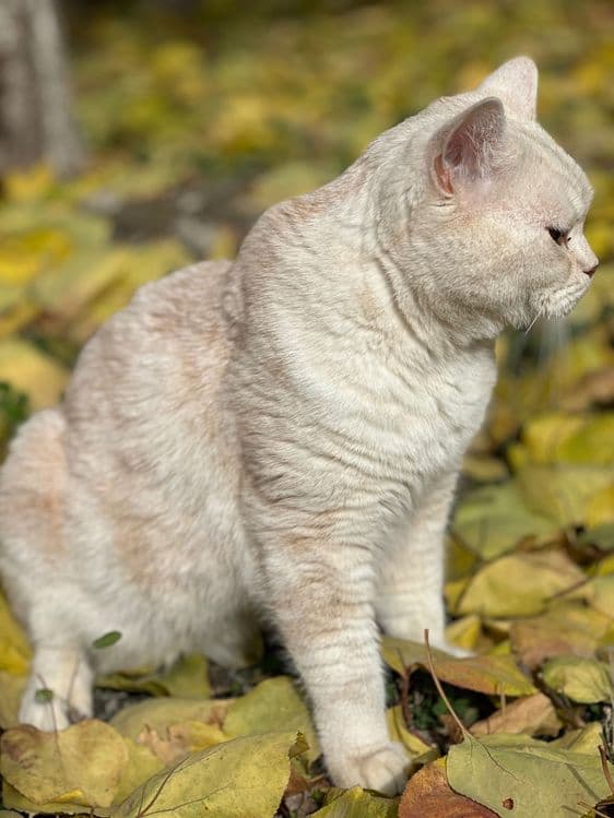 Имеется кот скоттиш страйт на вязку — 3