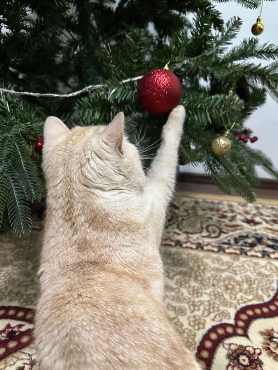 Имеется кот скоттиш страйт на вязку — 4