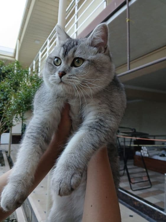 Шикарный британский кот  silver tabby  для вязки  Самарканд — 2