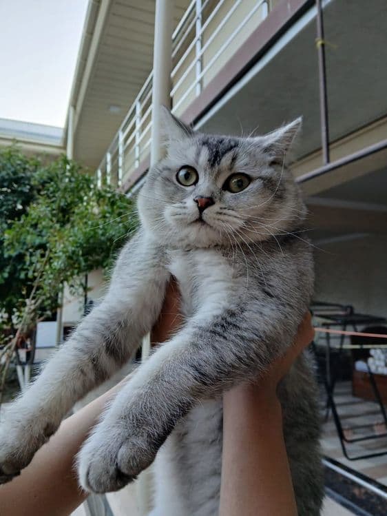 Шикарный британский кот  silver tabby  для вязки  Самарканд — 3