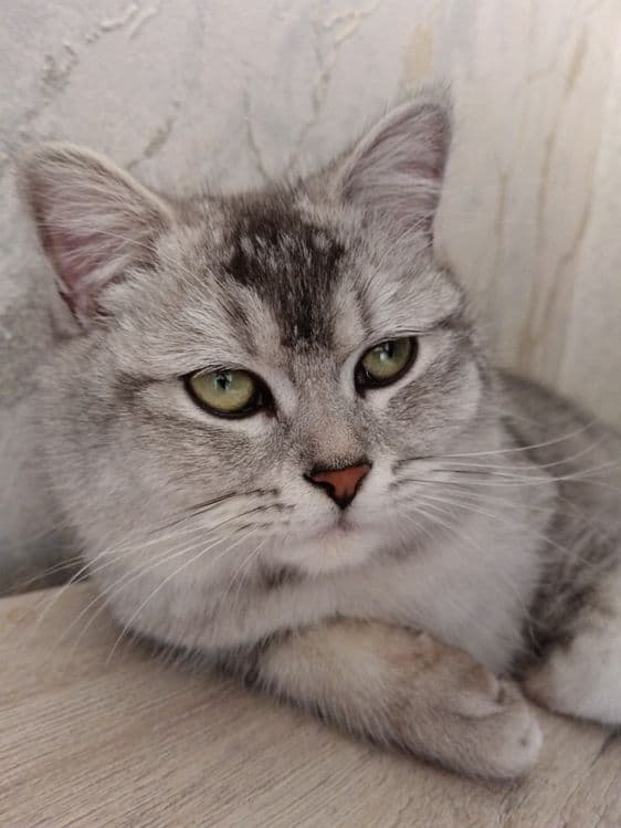 Шикарный британский кот  silver tabby  для вязки  Самарканд — 4