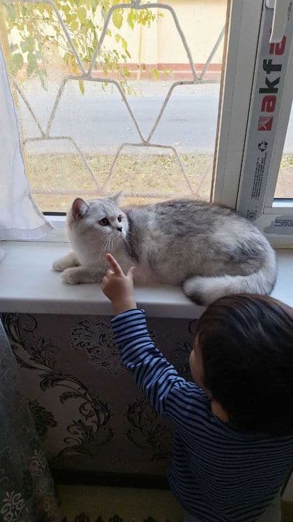 Вяска Британский шиншилла — 2