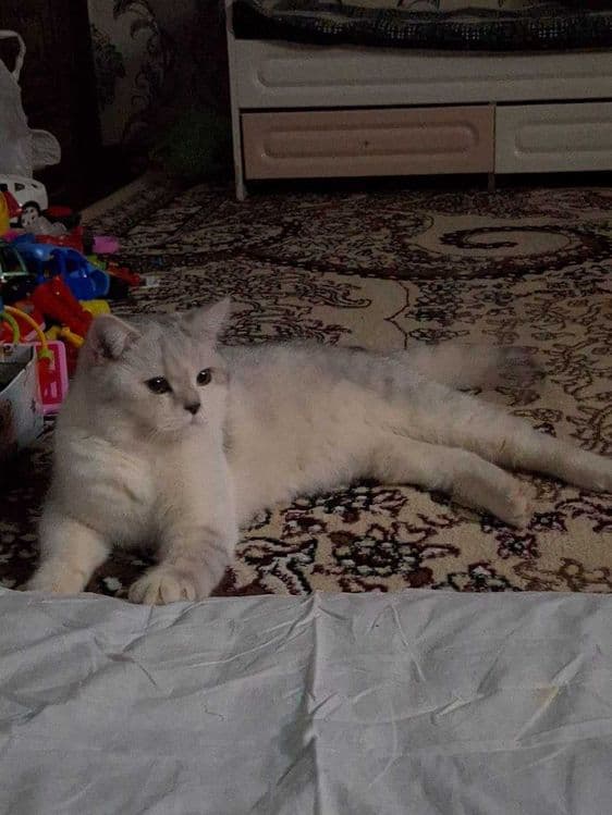 Вяска Британский шиншилла — 3