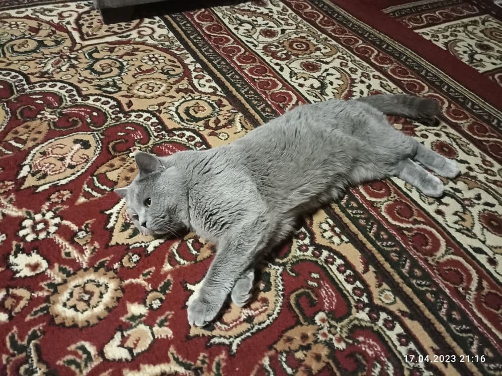 Шотландский скотиш фолд — 2
