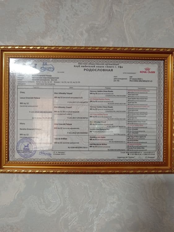 Британский шиншилла вязка — 3
