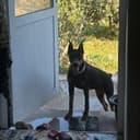 Erkak Doberman kerak vyazkaga