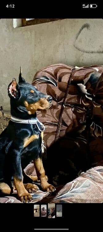 Erkak Doberman kerak vyazkaga — 2