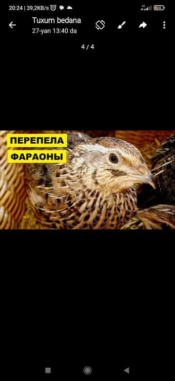 Tayyor daromad olib kep turgan biznes sotiladi — 1