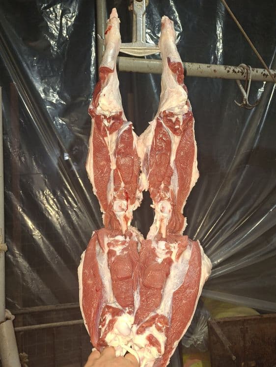 Qo'y bor Qassob service Qurbonlik  Куй бор Кассоб хизмати Курбонлик  Q — 6