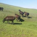 Toshkent boʻylab qoʻy yungini olish xizmati