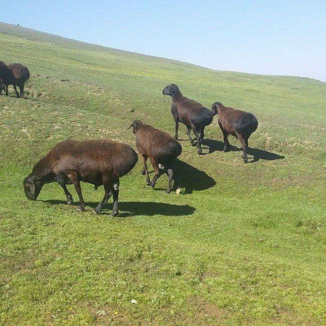 Toshkent boʻylab qoʻy yungini olish xizmati