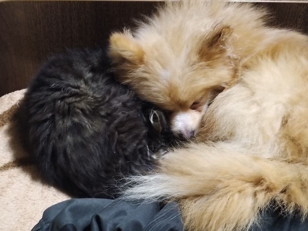 Передержка любимцев! — 3