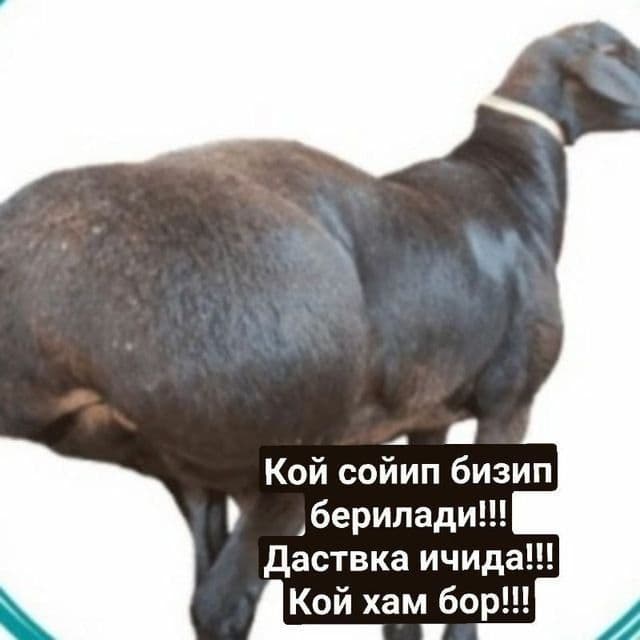 qassob servis qassob xizmati — 1