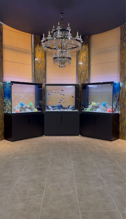 Professionall akvarium tozalash xizmati - Чистка аквариумов — 1