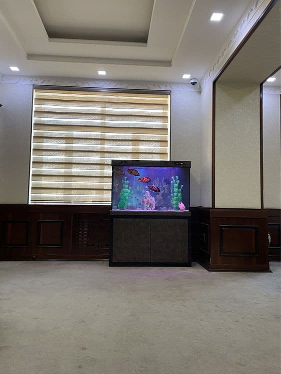Professionall akvarium tozalash xizmati — 3