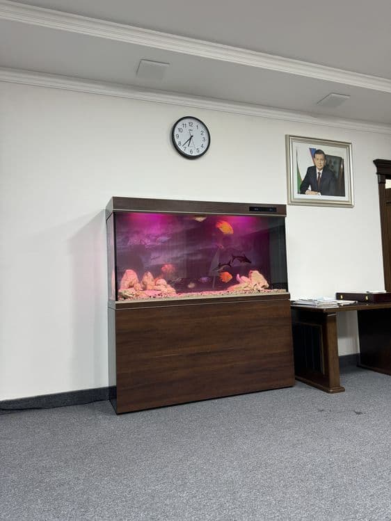 Professionall akvarium tozalash xizmati — 6