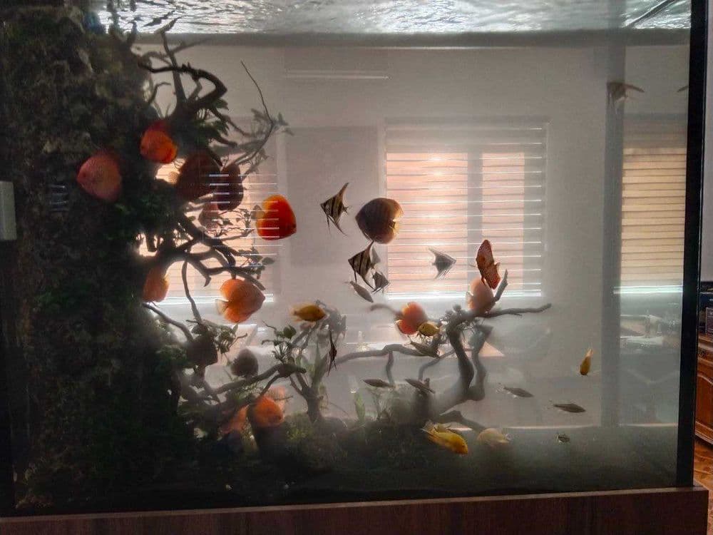 Профессиональная чистка аквариума AQUALlFE — 6