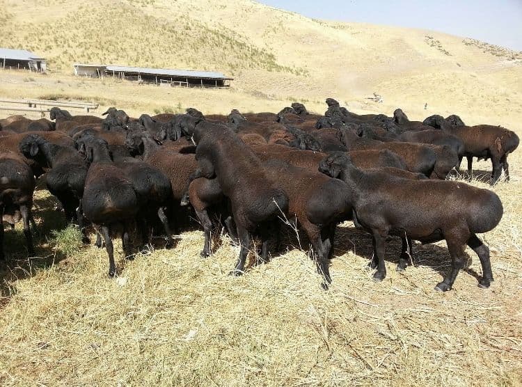 Qassob servis halol va sog’lom boqilqan qo’chqorlar bor doim xizmatda — 2