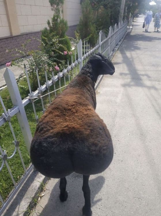 Qassob servis halol va sog’lom boqilqan qo’chqorlar bor doim xizmatda — 3