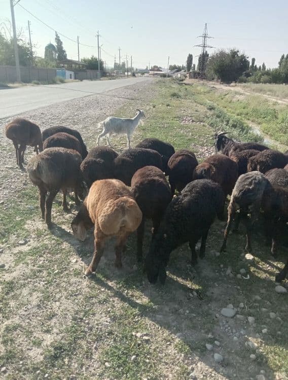 Qassob servis halol va sog’lom boqilqan qo’chqorlar bor doim xizmatda — 4