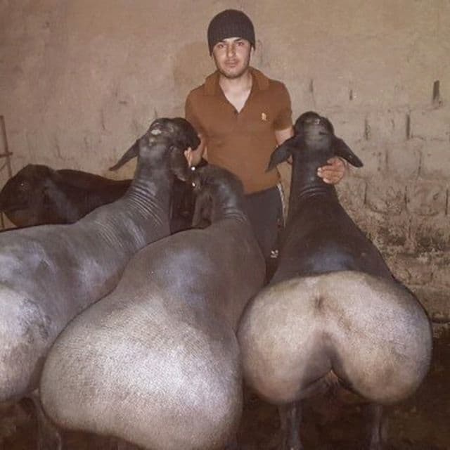 Qassob Qoʻylar ehsonlik va aqiqa uchun  1 kg 85000 ming tirik vaznga — 2