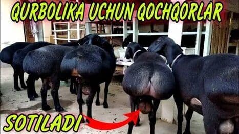 Qassob XIZMATI Qo'chqorlar bor — 1