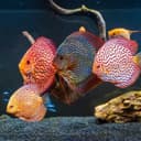 Профессиональная чистка аквариума Aqua life
