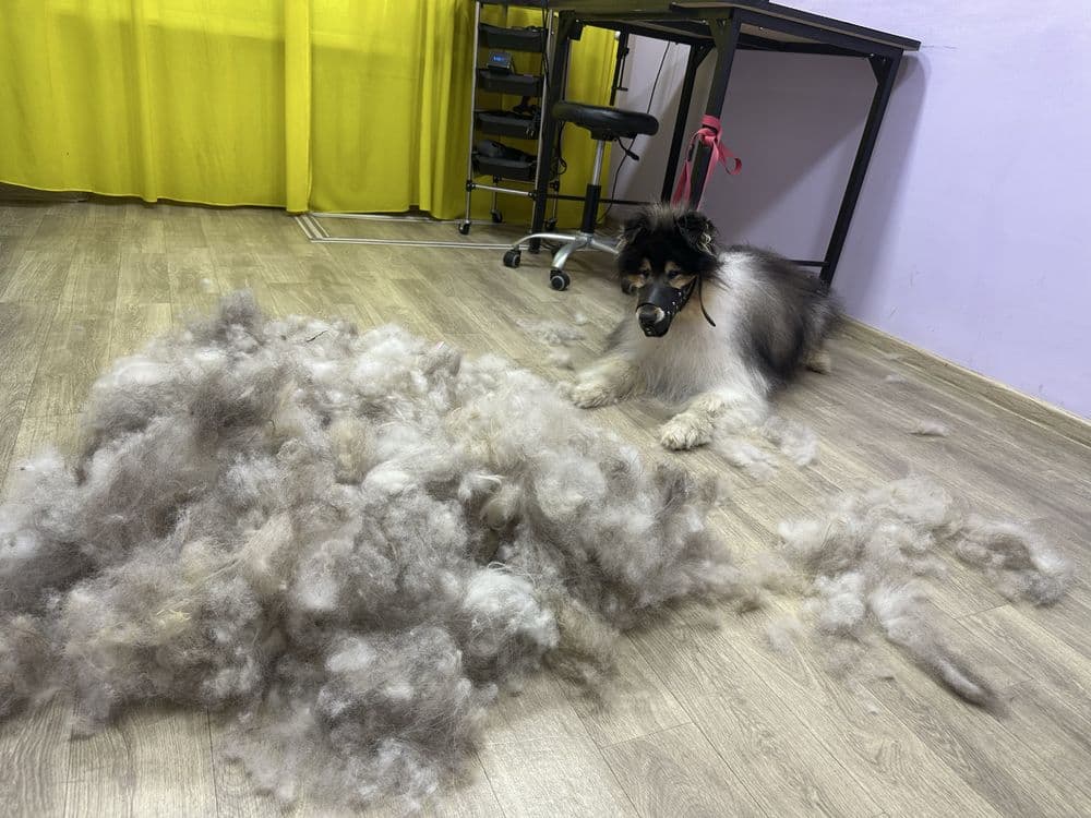 Профессиональные услуги грумера — 5