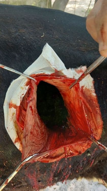 Kafolatli veterinariya xizmati — 2