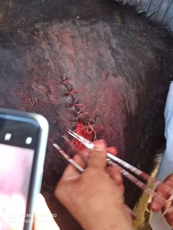 Kafolatli veterinariya xizmati — 3