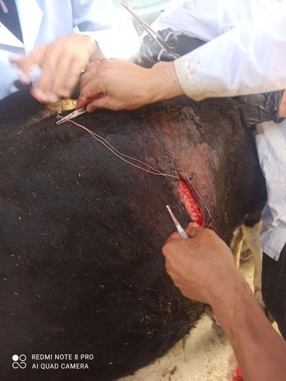 Kafolatli veterinariya xizmati — 4