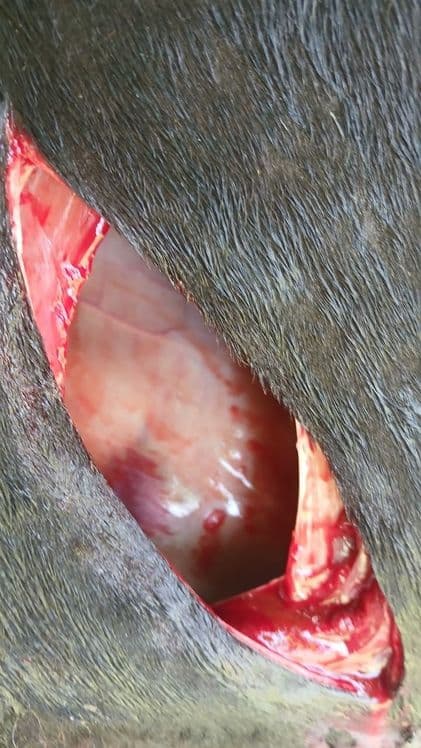 Kafolatli veterinariya xizmati — 5