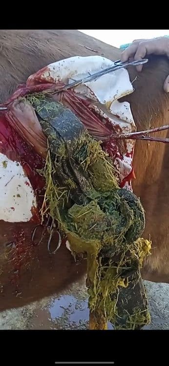 Kafolatli veterinariya xizmati — 7