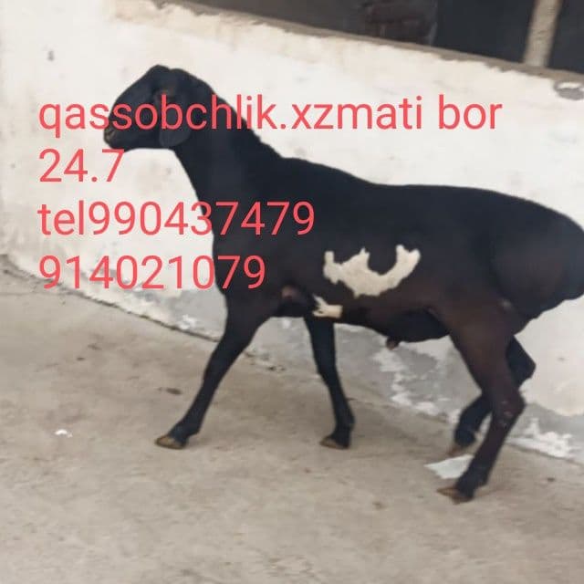 Qassob chlik xizmat bor — 1