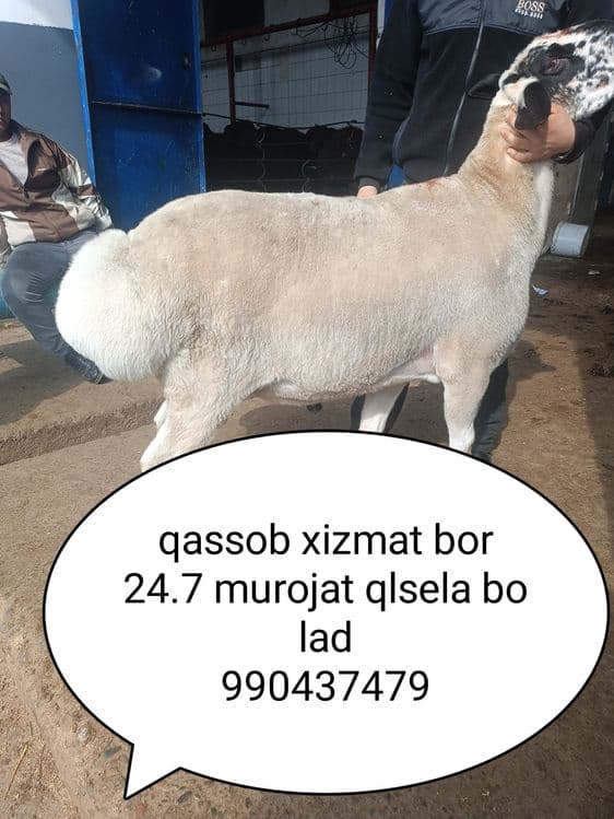 Qassob chlik xizmat bor — 2